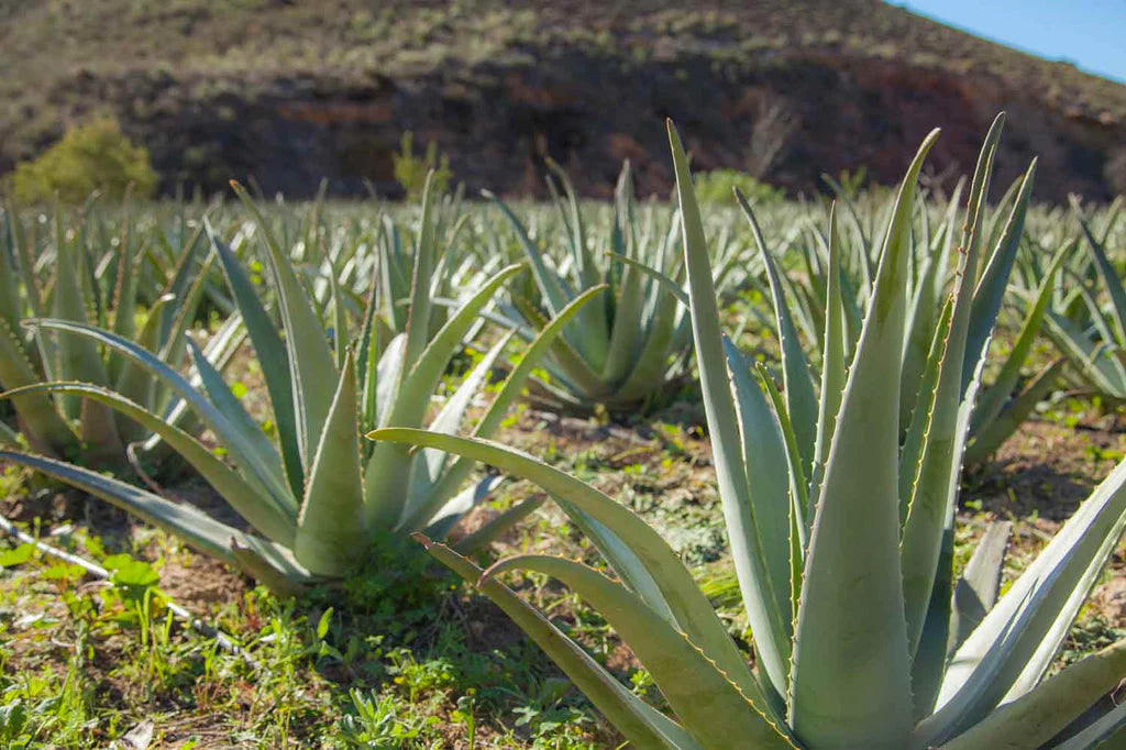 Beneficios del Aloe vera para la digestión