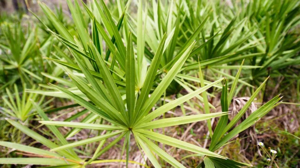 Saw palmetto: El tesoro natural para la salud masculina