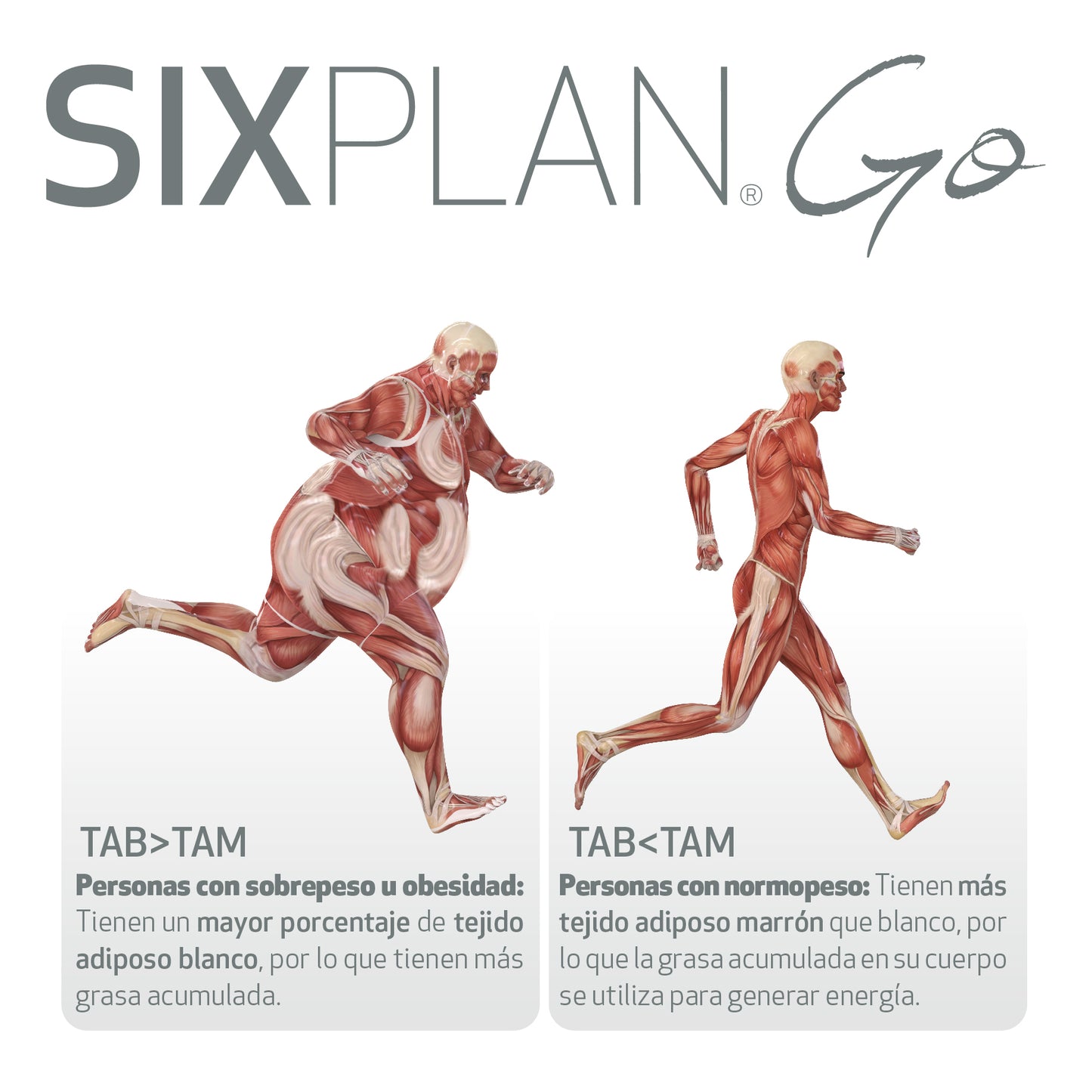 TRIESTOP SIXPLAN GO - 12 SOBRES